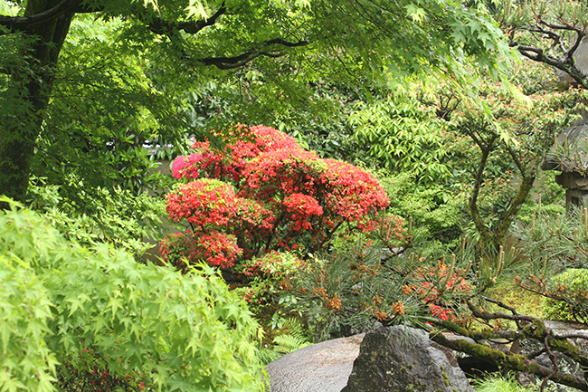 〈Topic ‘22〉ツツジと新緑 美しく咲き揃う　正伝永源院 春の庭園特別公開