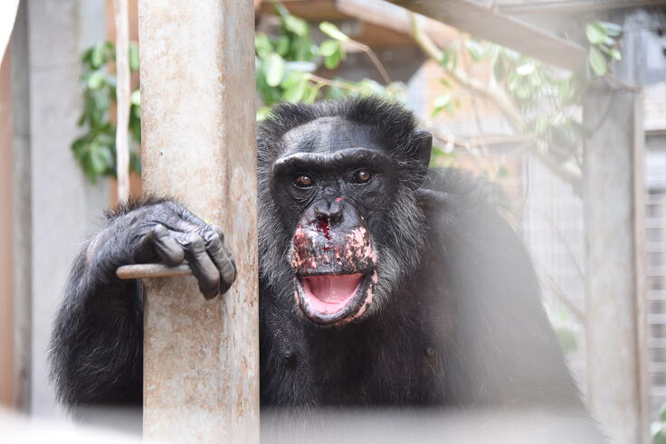 被験チンパンジーの治療費募る　京大の飼育施設 クラファン実施