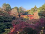 〈Topic ‘22〉染まるもみじ 晩秋の足音　東福寺 秋の特別拝観