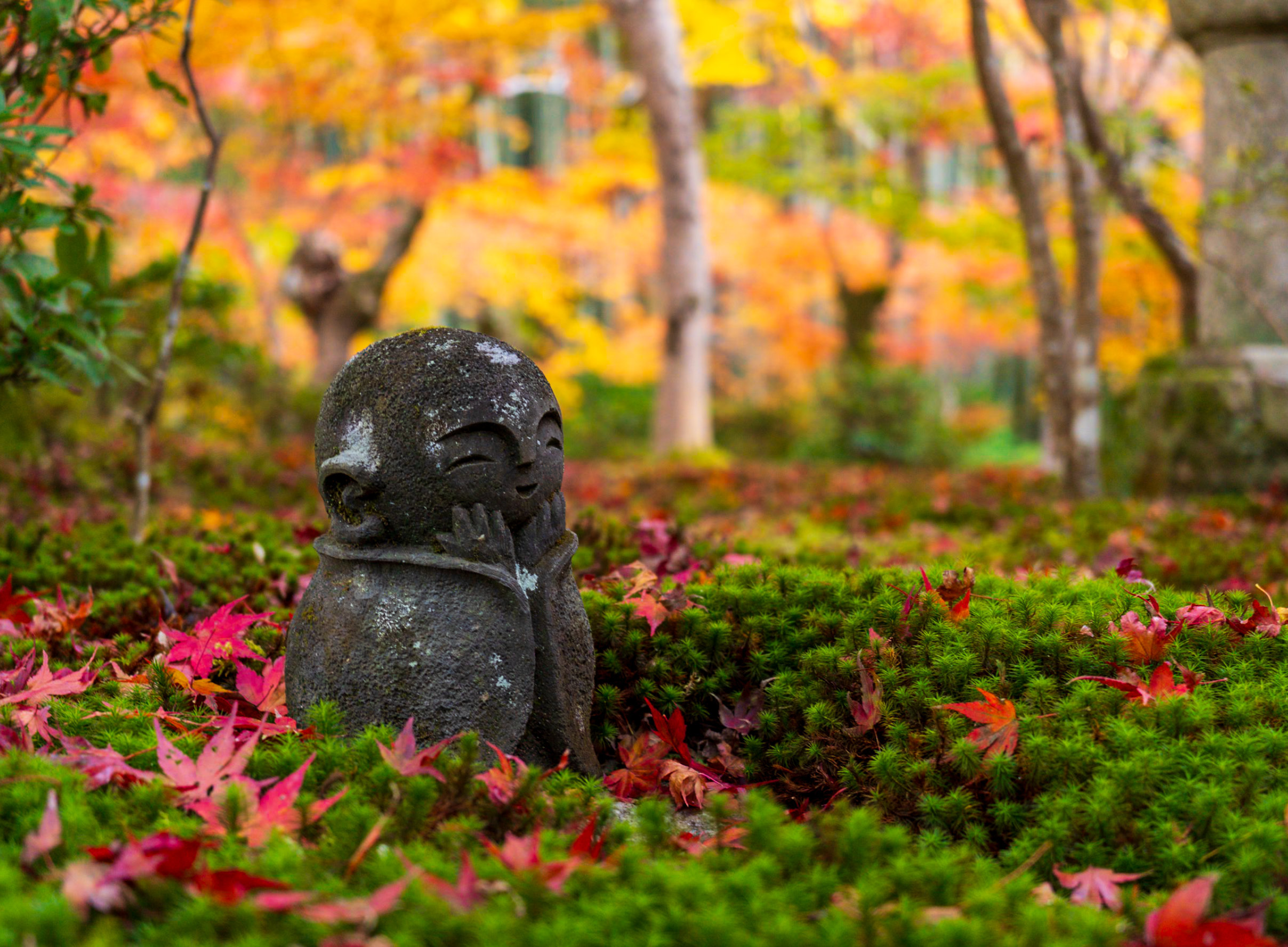 〈Topic ’23〉落葉が冬支度進める晩秋　圓光寺 秋の特別公開