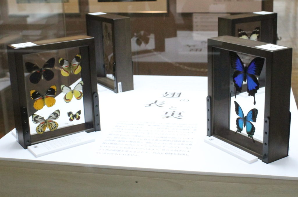 珠玉の蝶700頭を展示　「蝶に会える日」展