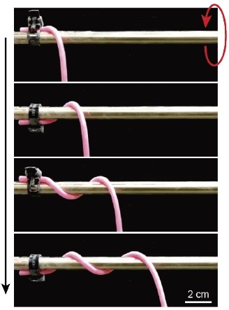 ひもの巻き付き 仕組み解明　巻き付きの状態図 作成に成功