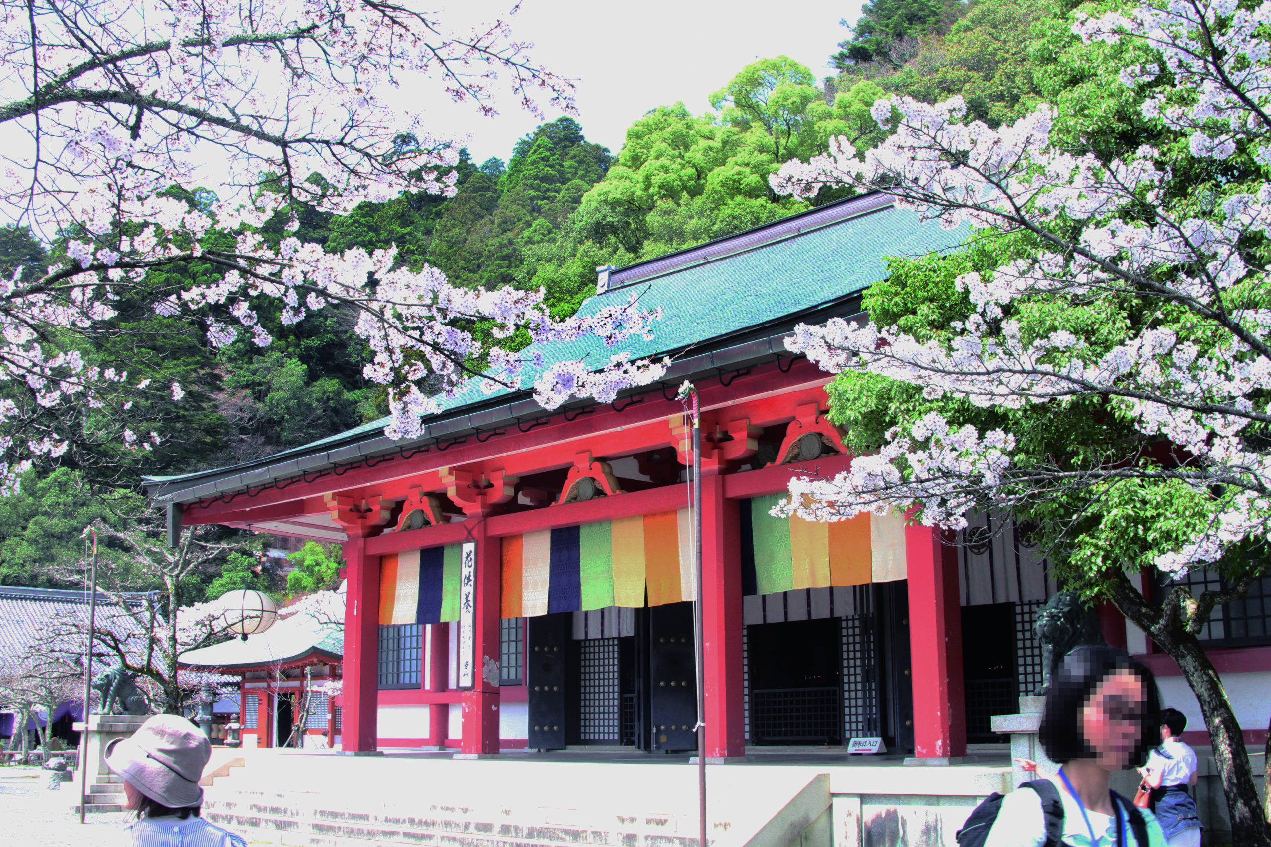 〈Topic ’24〉一足遅れて迎えた満開　鞍馬山の花供養