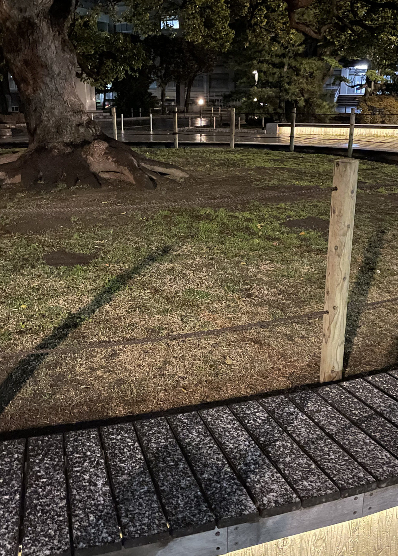 クスノキに「囲い」新設　樹木の保護が目的