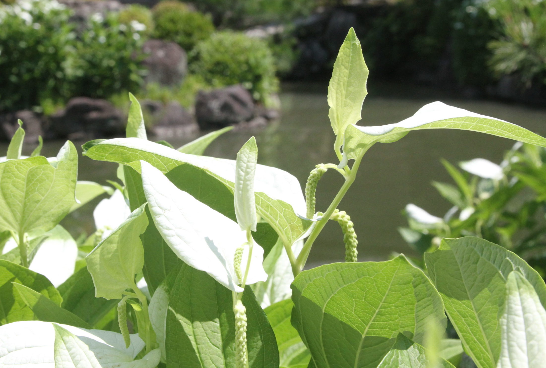 〈Topic ’24〉白い半夏生彩る庭園　両足院 初夏の特別拝観