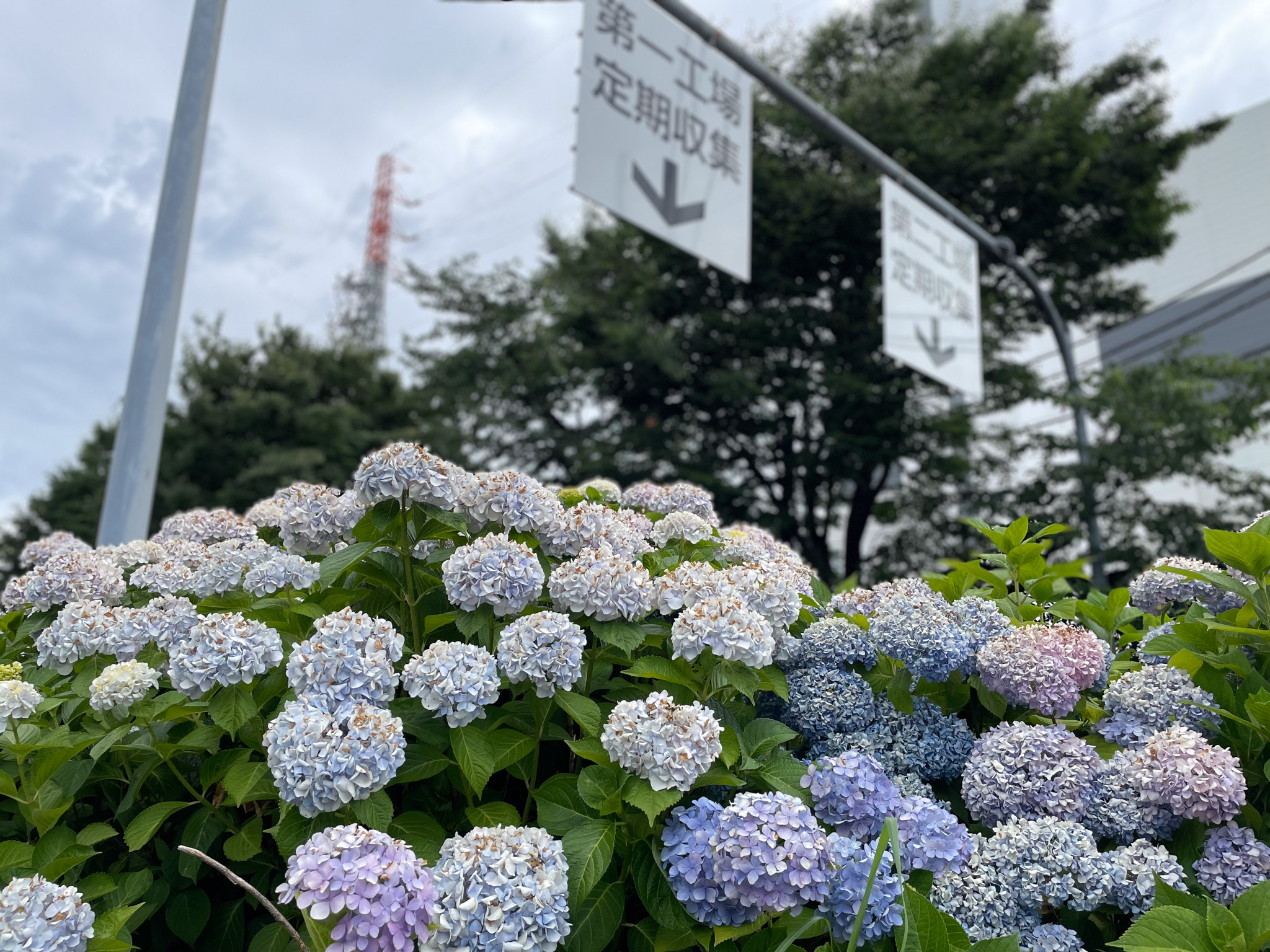 〈Topic ’24〉工場地帯に咲く鮮やかな花々　南部クリーンセンター アジサイフェア