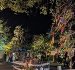 〈Topic ’24〉夜風に揺れる子供たちの願い　高台寺 七夕会・夜間特別拝観