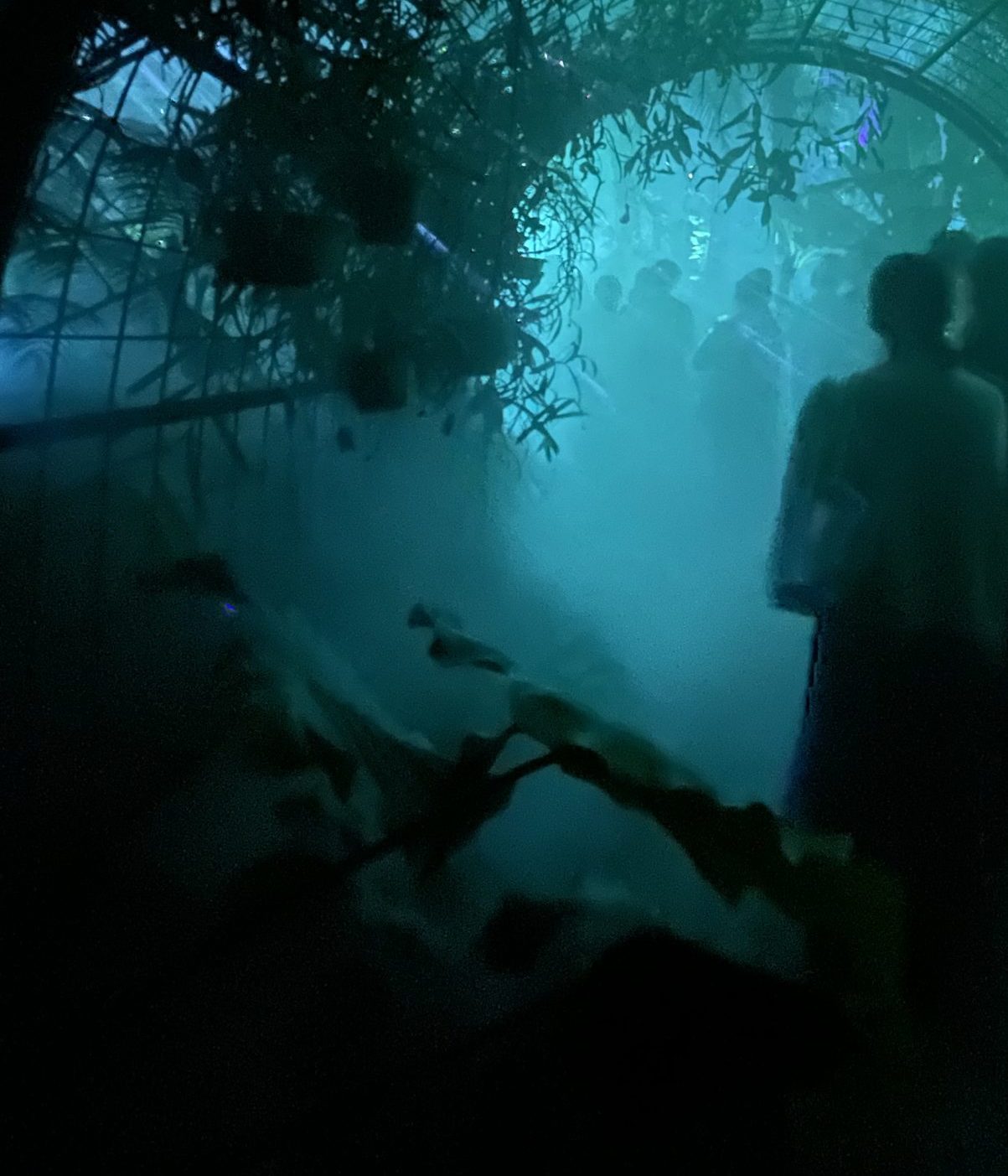 〈Topic ’24〉夜の温室にて植物世界に没入！　府立植物園開園100周年記念