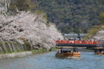 京都岡崎で春爛漫　岡崎さくら回廊十石舟めぐり