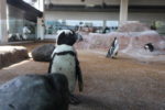 〈展示評〉水族館で日頃の行動見つめ直す　『もっと知ってね！ケープペンギン』