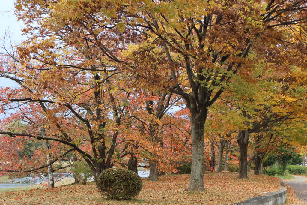 〈Topic ’25〉一寸先に秋を見る　鴨川ほとりを逍遥す
