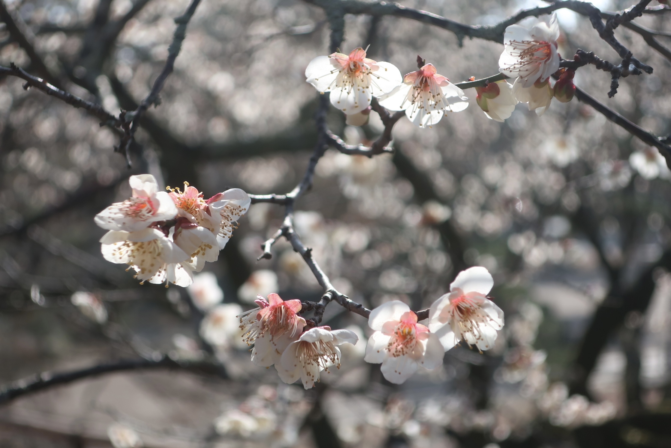 〈隣町点描#7〉亀岡（京都府亀岡市）　霧の町でふたつの「梅」を訪ねる