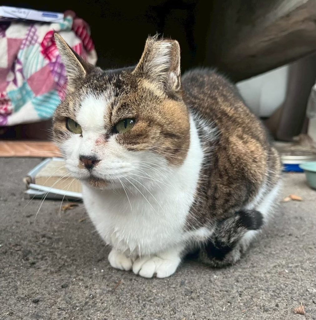 猫と人の幸をキャッチ　京大ねこサークル Cat-Ch