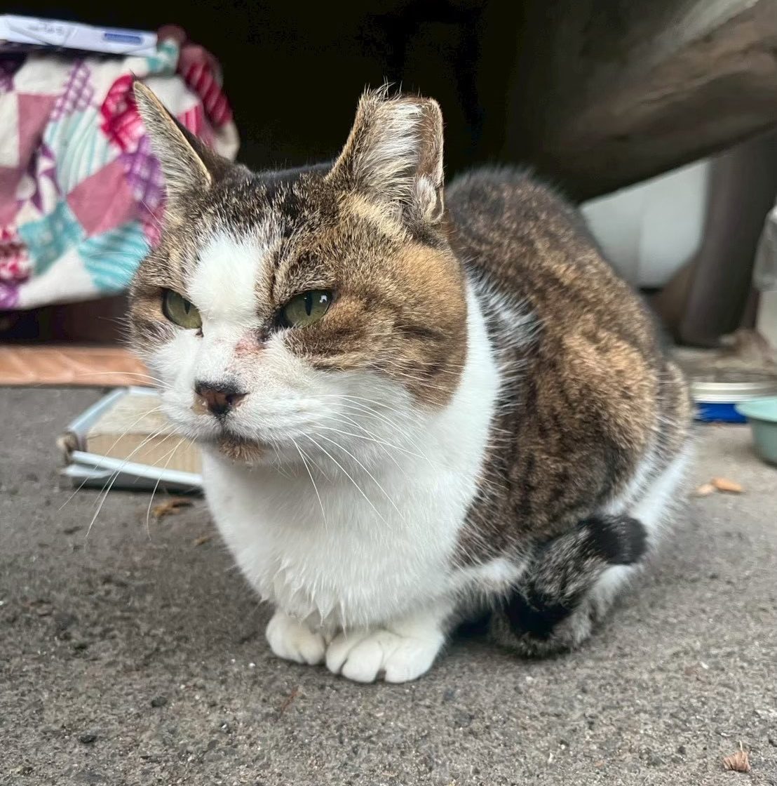 猫と人の幸をキャッチ　京大ねこサークル Cat-Ch